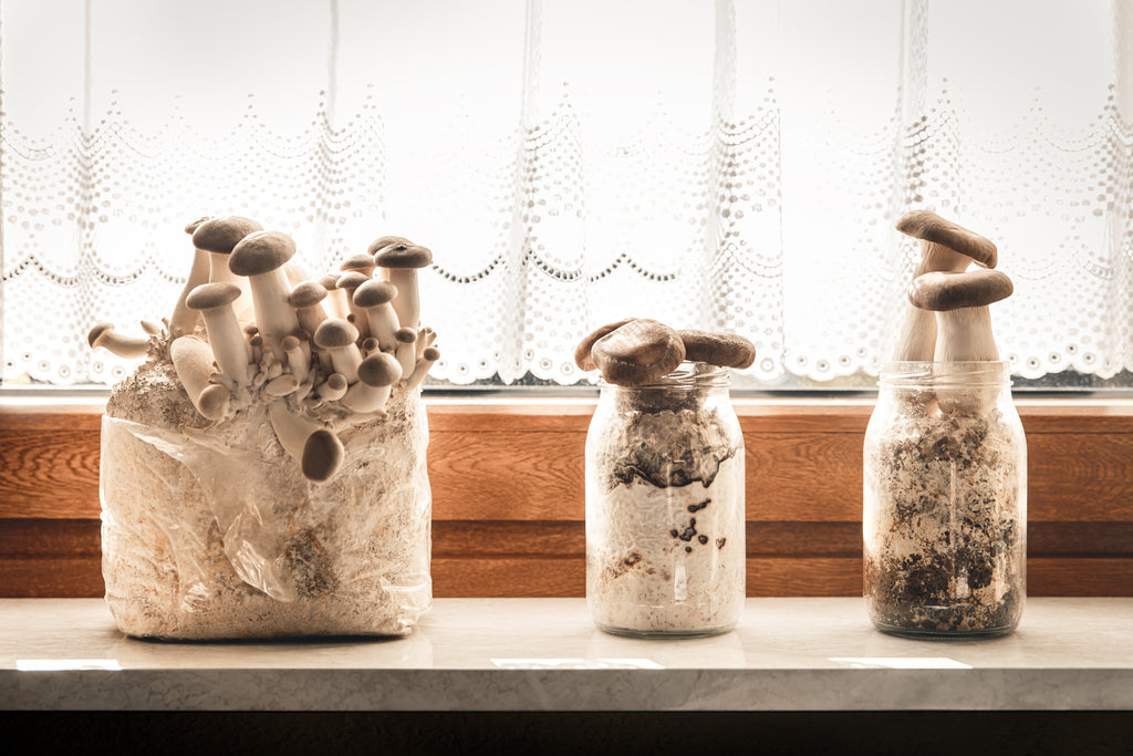 Mushroom Cultivation Journal